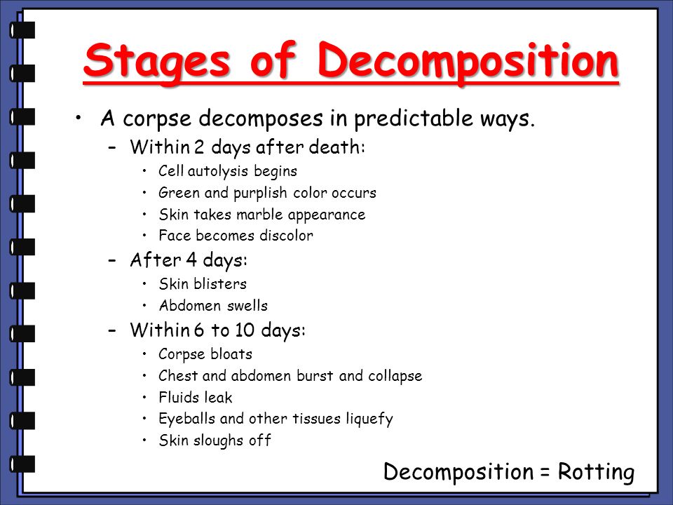 What Are the Four Stages of Human Decomposition?